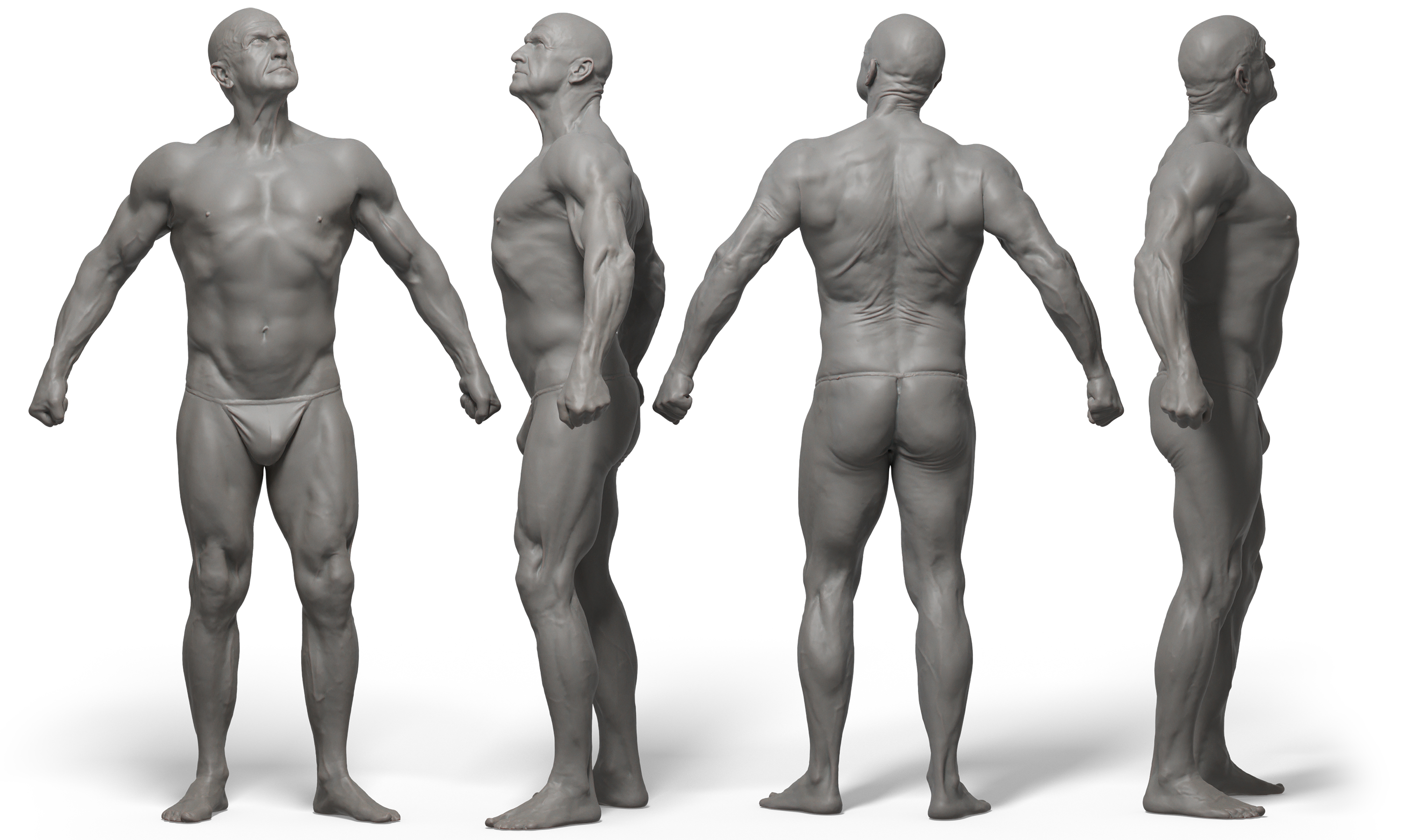 3D male anatomy reference 3d model download